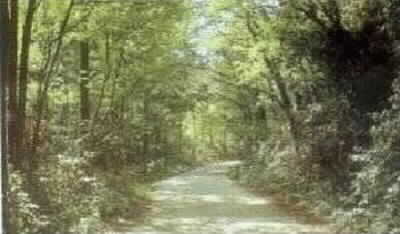 bosco mesola